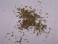 Summer savory